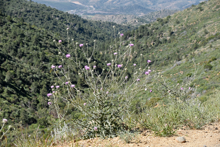 New Mexico Thistle is a biennial or short lived perennial forb/herb. It has an erect main stem with branching above. Plants are spotted with cobweb like patches of short soft hairs; all parts with long stiff sharp spines Cirsium neomexicanum 